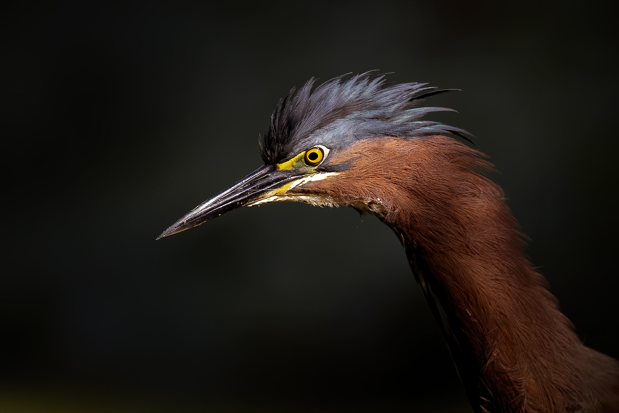 Little Green Heron