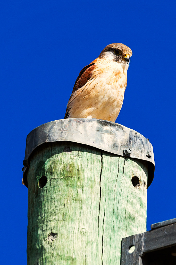 Backyard Birds by Paul Amyes on 500px.com