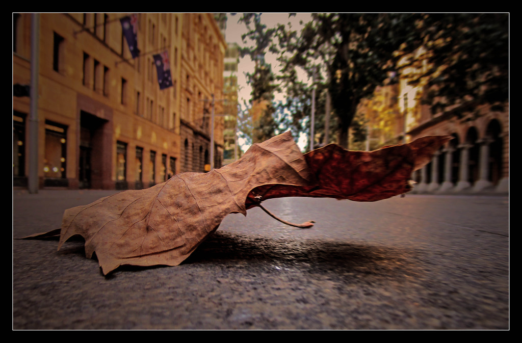 Blowing In The Wind by Justin B. on 500px.com