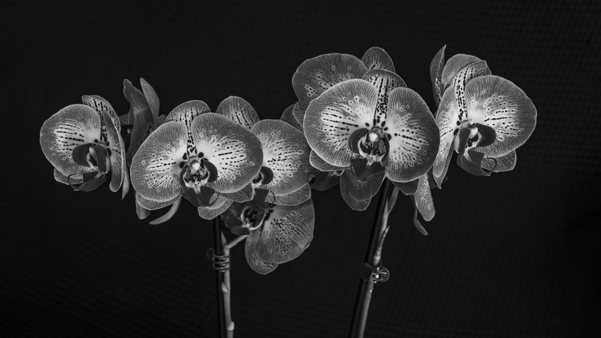 Orquídeas sobre negro 