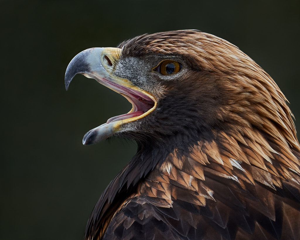 Golden Eagle III by Abeselom Zerit / 500px