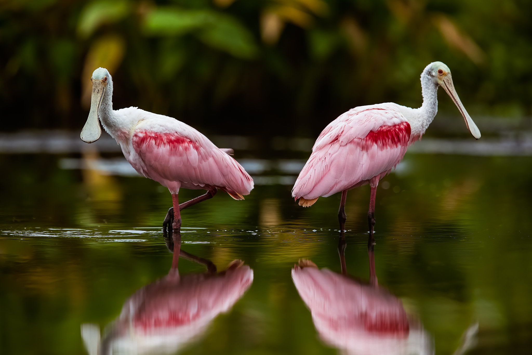 Spoonbills