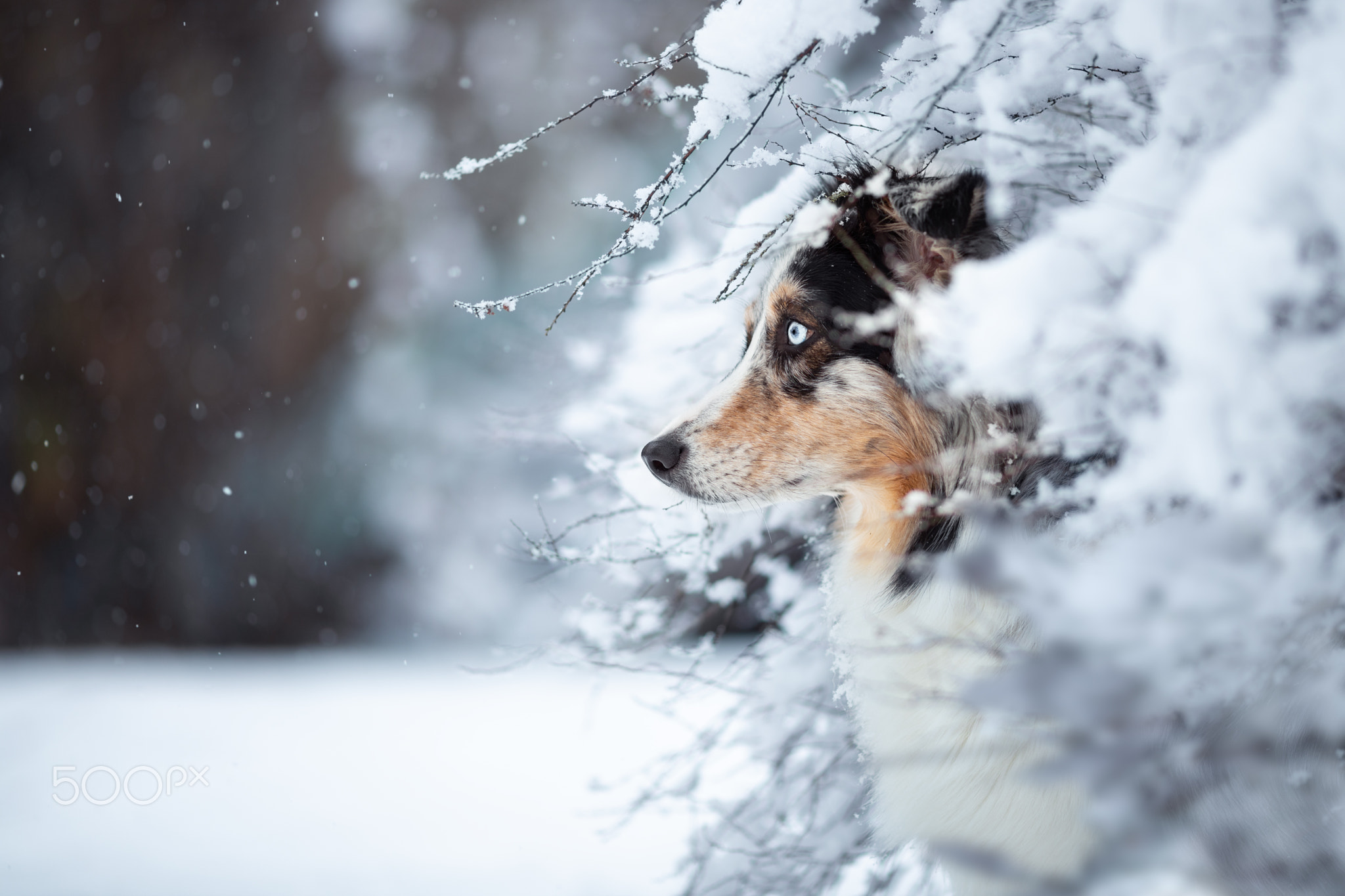 Snow Princess