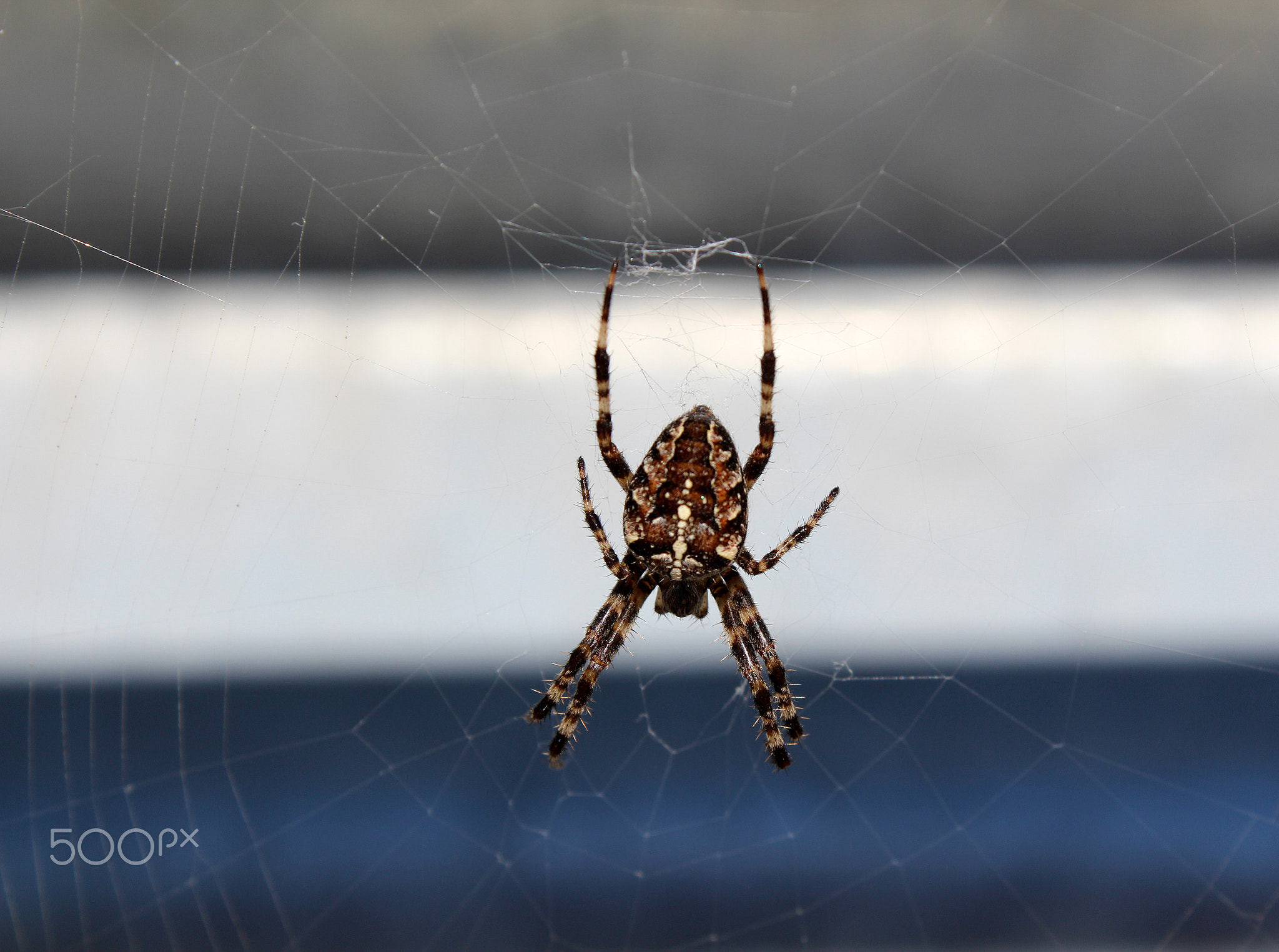 small brawn spider on web in city landscape