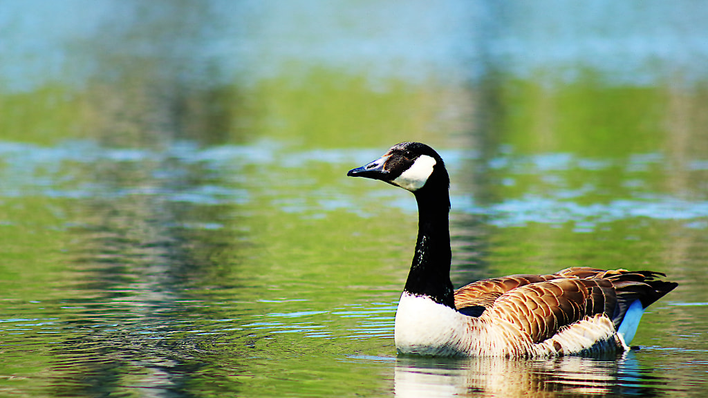 Sunday Goose by Jeff Carter on 500px.com