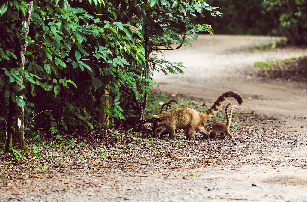 Nap time.  by Pablo Reinsch on 500px.com