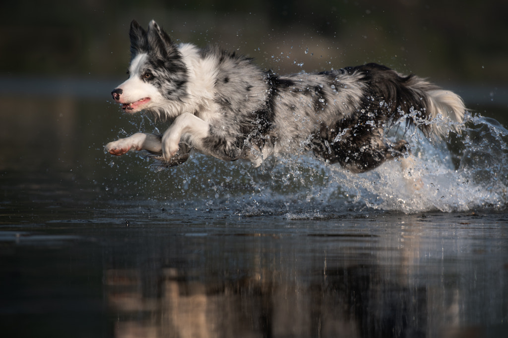 Busy border collie lifestyle | jump! by Iza ?yso? on 500px.com