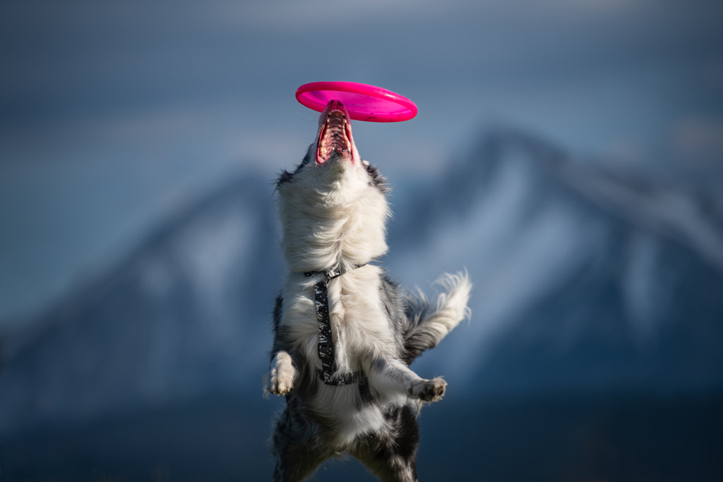 Busy border collie lifestyle | catch! by Iza ?yso? on 500px.com