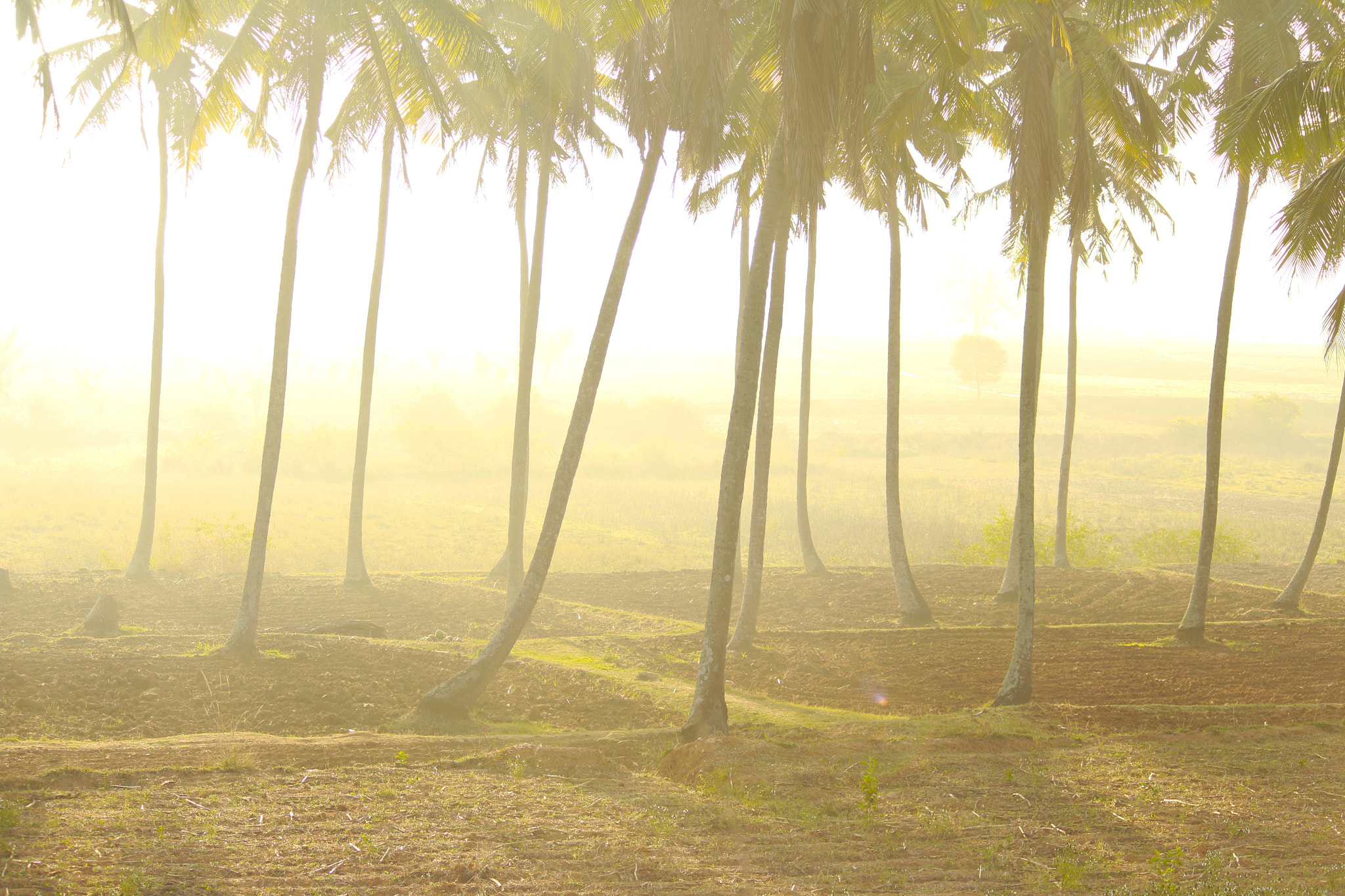 Coconut plantation in the morning fog