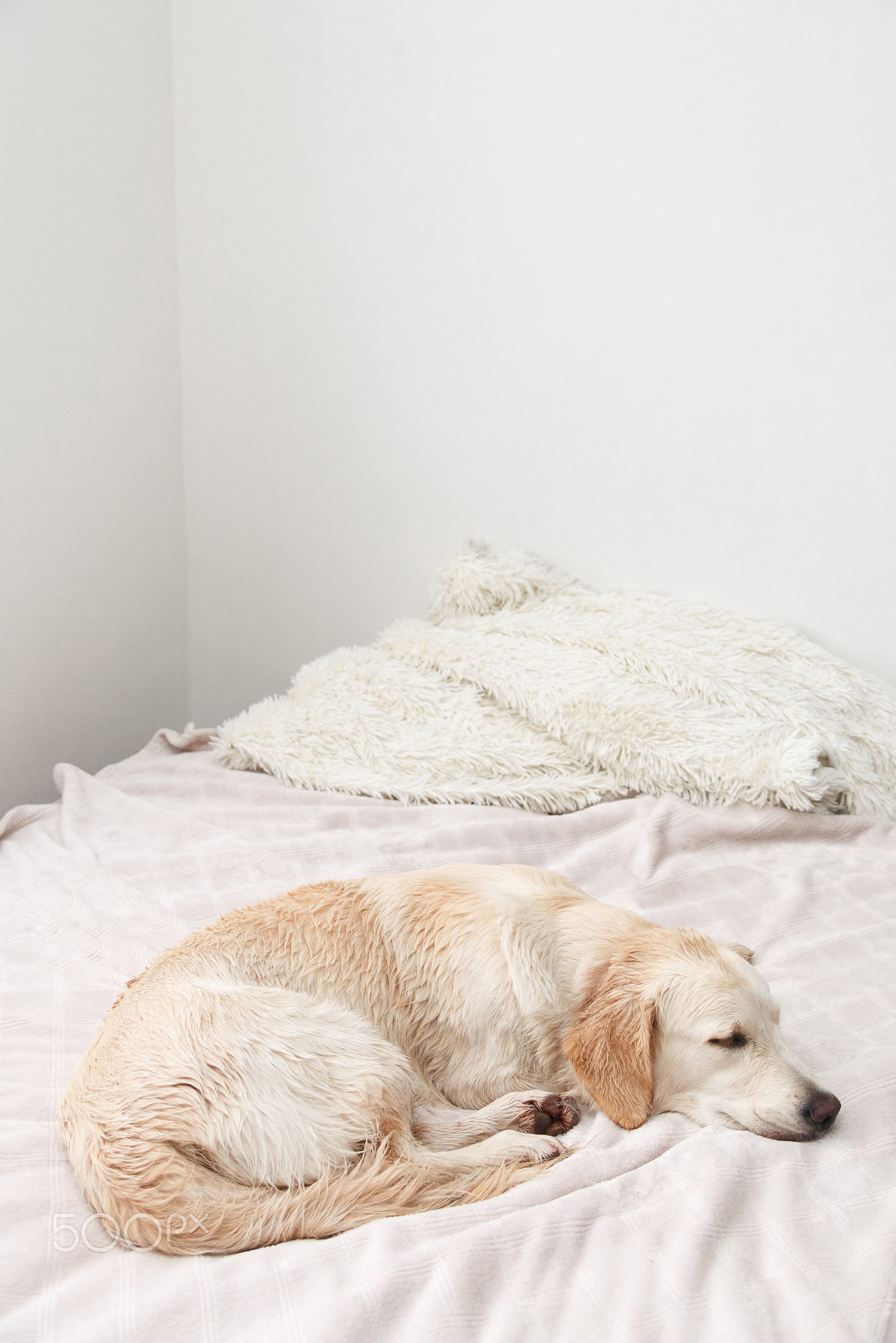 golden retriever resting in bed