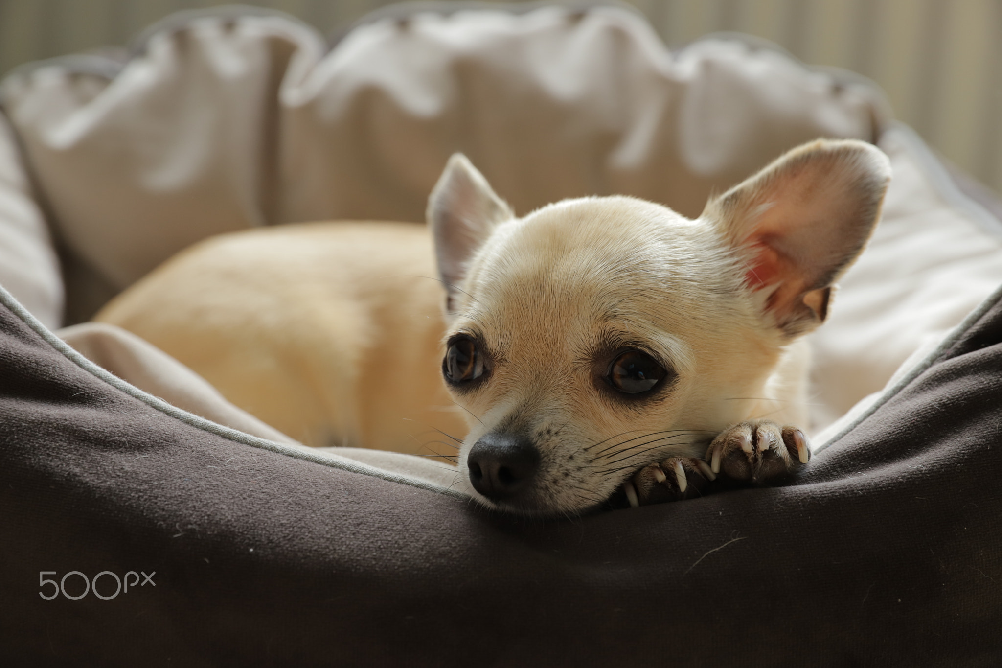 Closeup portrait of small funny beige mini chihuahua dog, puppy