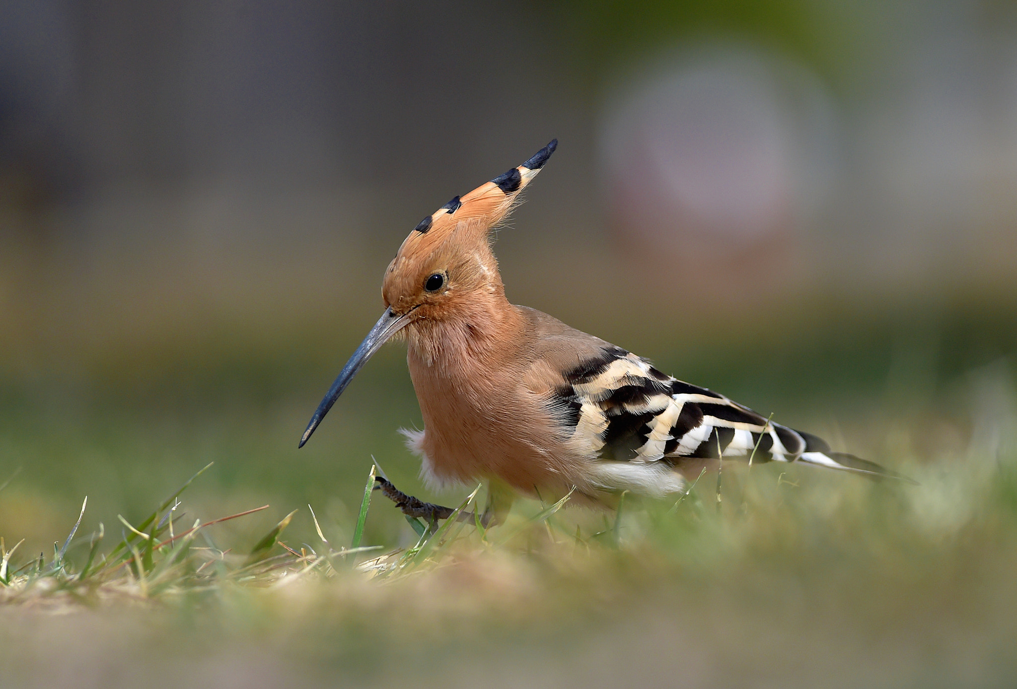 Hoopoe