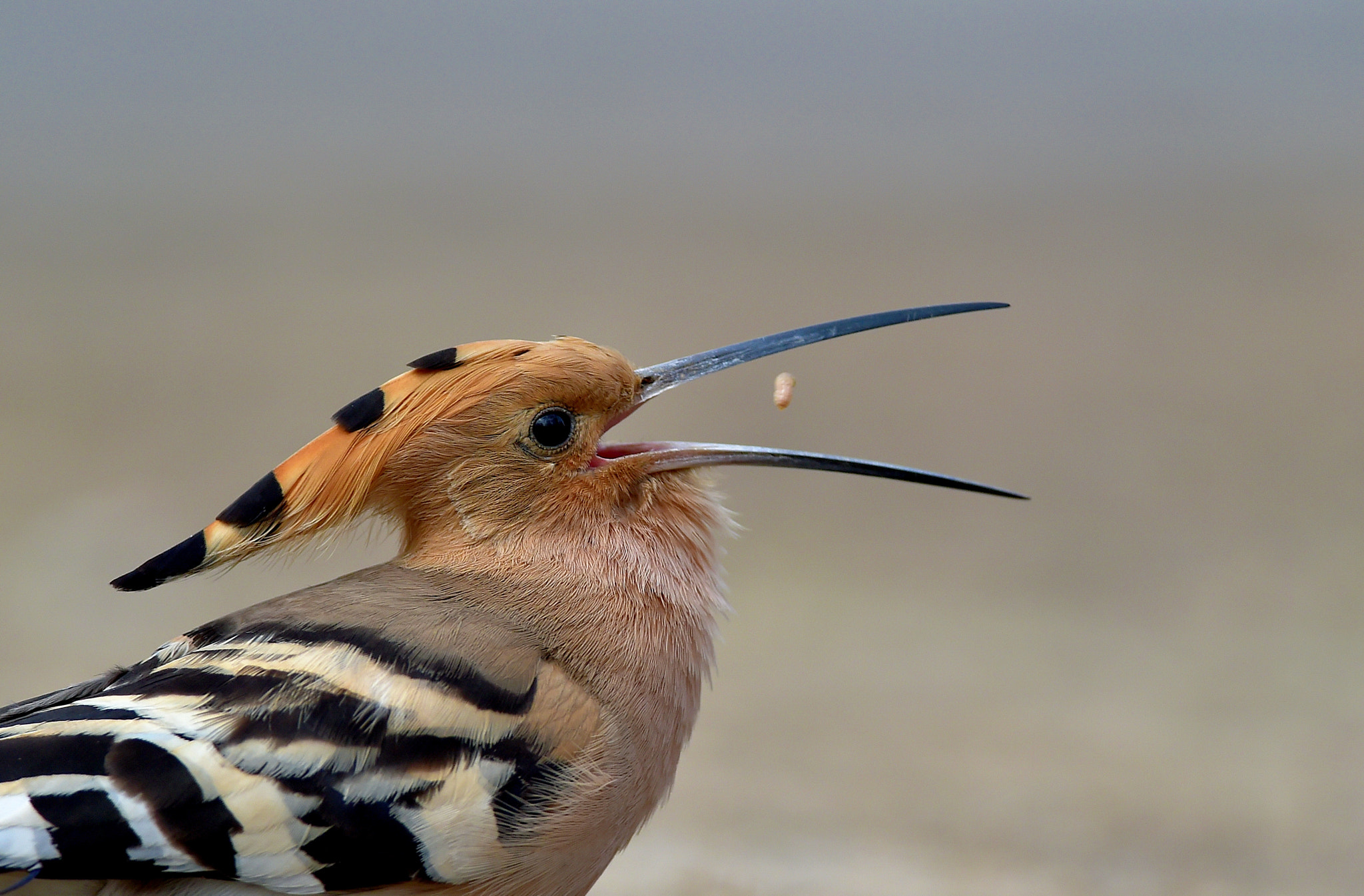 Hoopoe