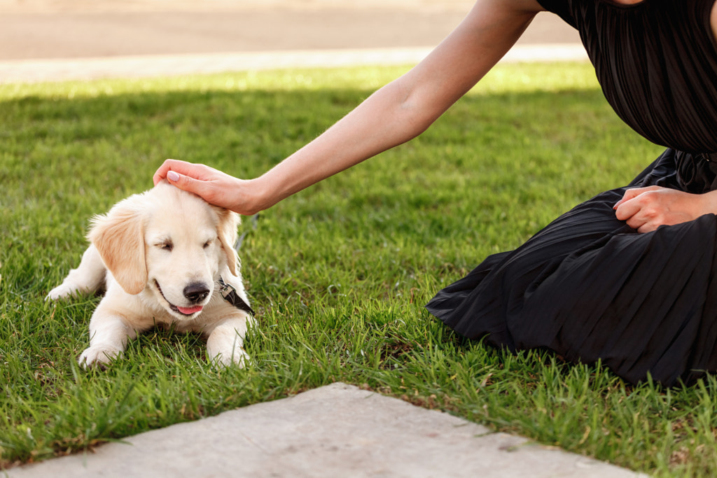  woman stroking a golden retriever puppy in the grass by Denis Ganenko on 500px.com