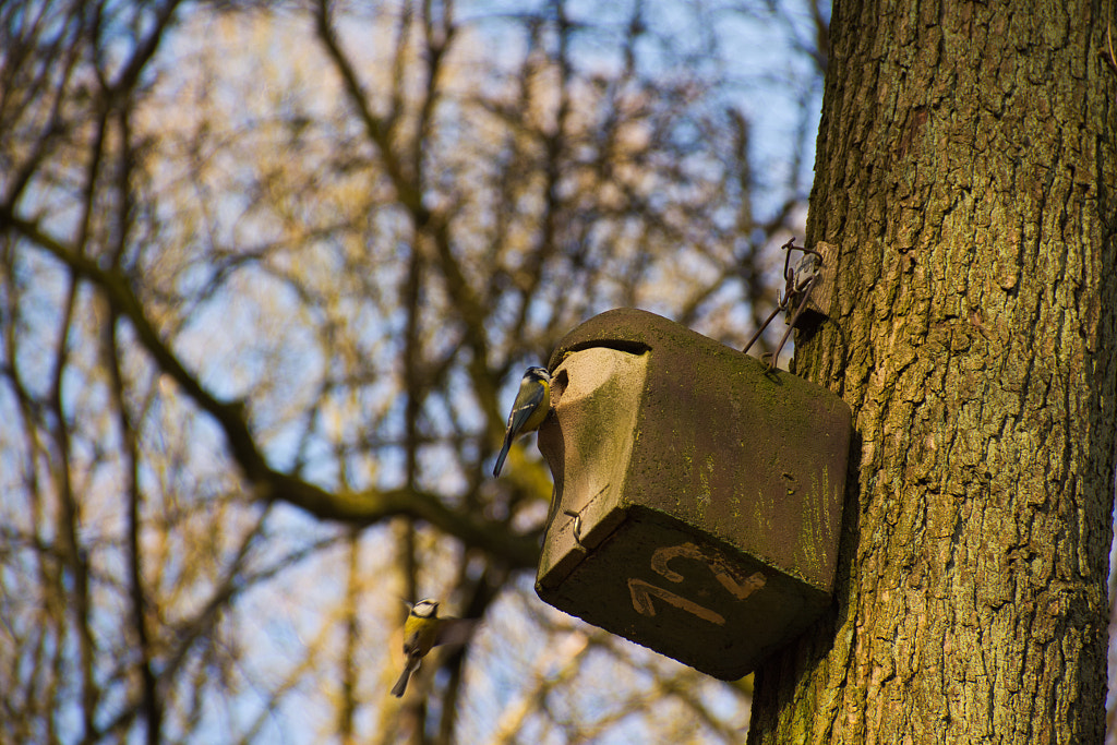 bird house by Verena on 500px.com