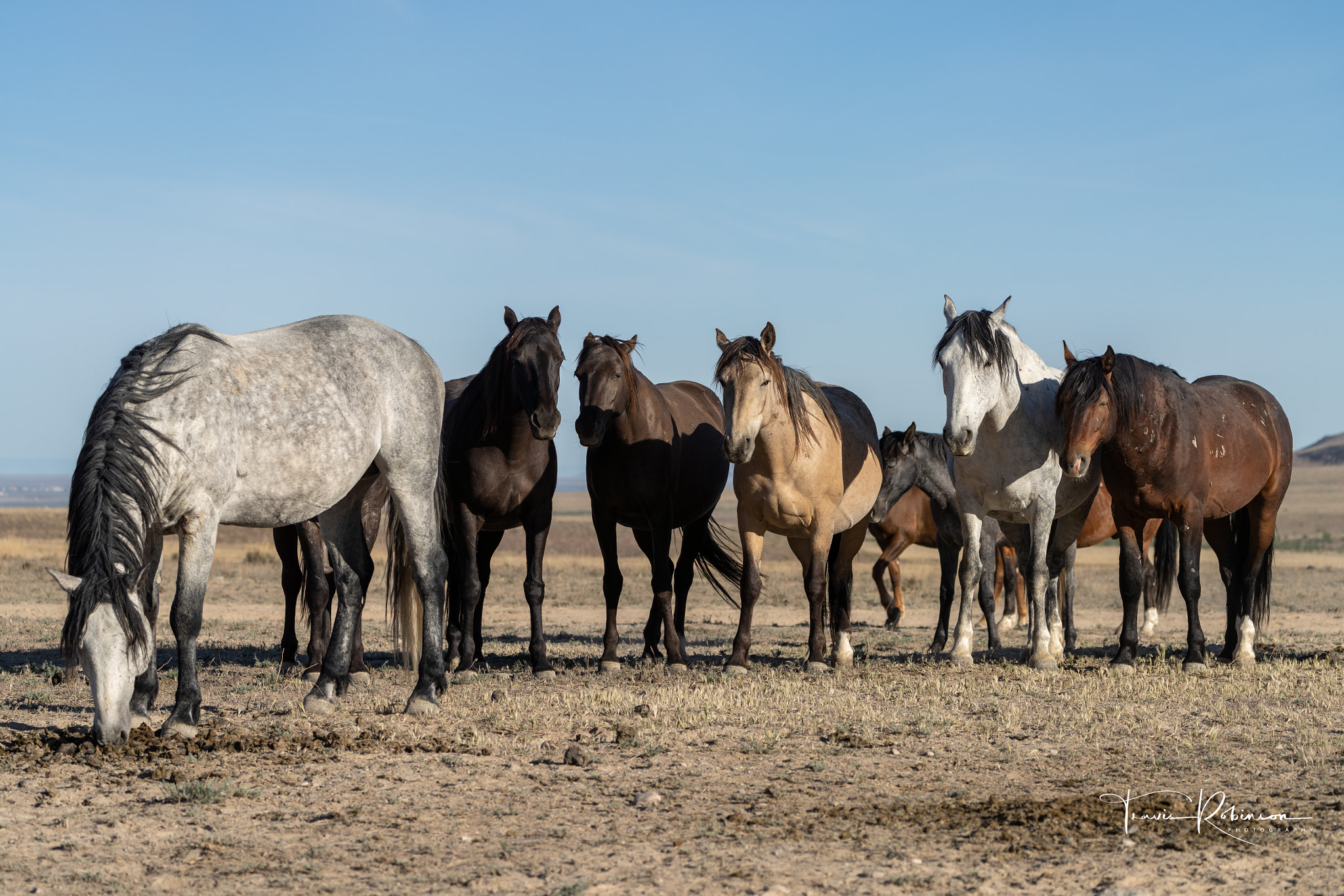 Onaqui Wild Horses