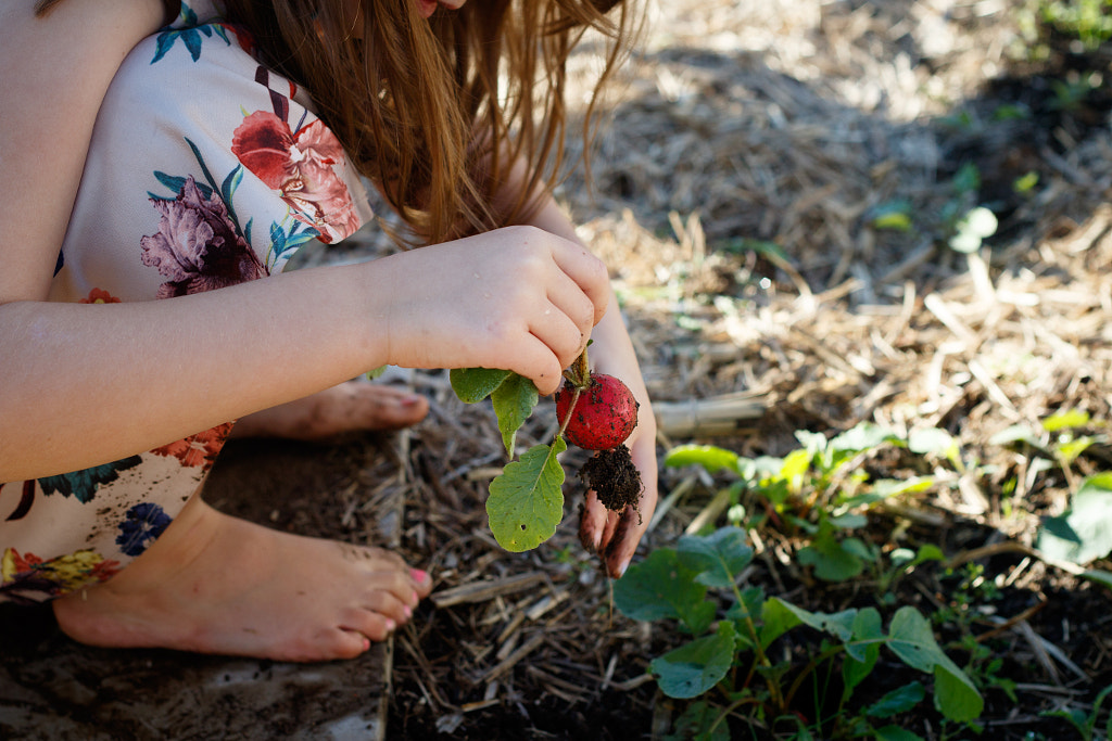 Picking Radishes in the Veggie Patch by Ben Robson on 500px.com