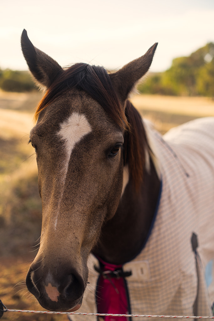 Winter Coat by Paul Amyes on 500px.com