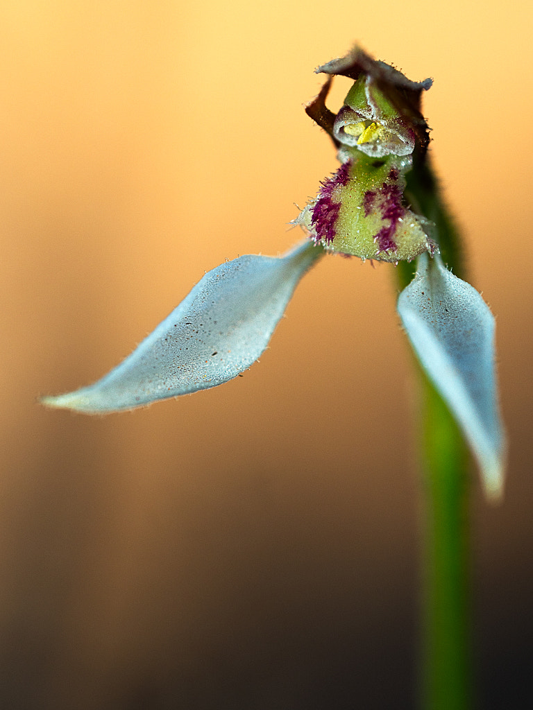 Wongamine Nature Reserve by Paul Amyes on 500px.com