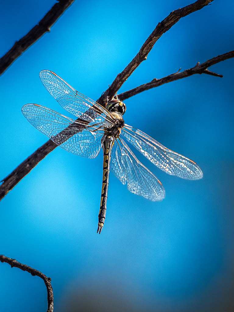 Wongamine Nature Reserve by Paul Amyes on 500px.com