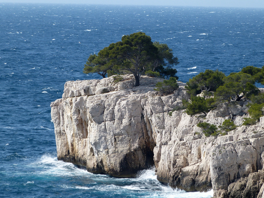 Tree 'on the rocks'  by Yves LE LAYO on 500px.com