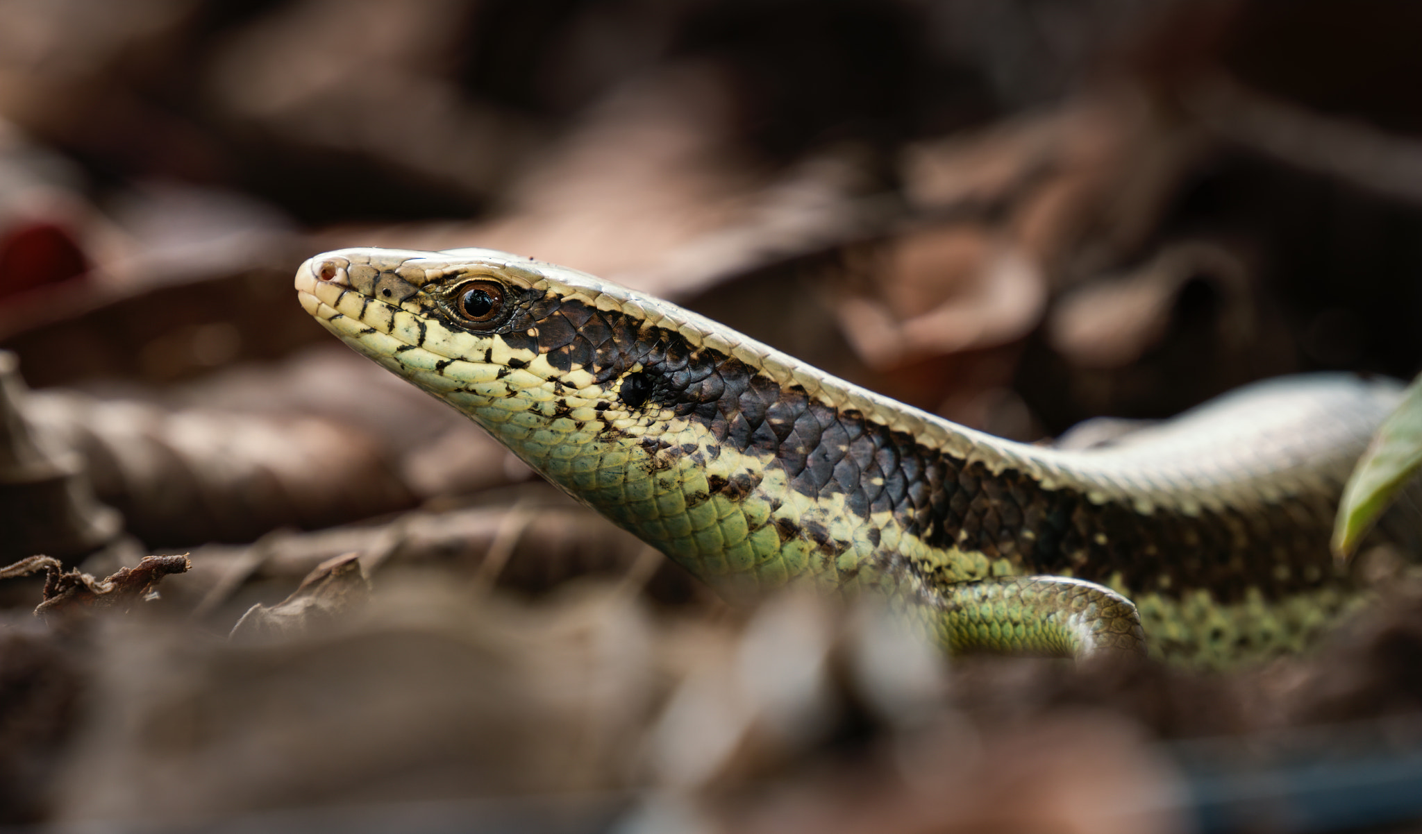 Four footed snake_Scincella?