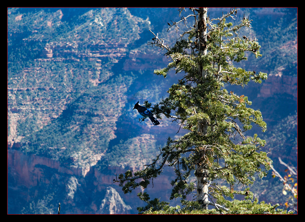 Canyon Bird by Justin B. on 500px.com