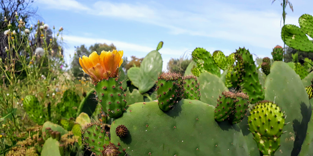 Φραγκοσυκιά- Οπουντία-Prickly pear  by  George Girnas GR on 500px.com