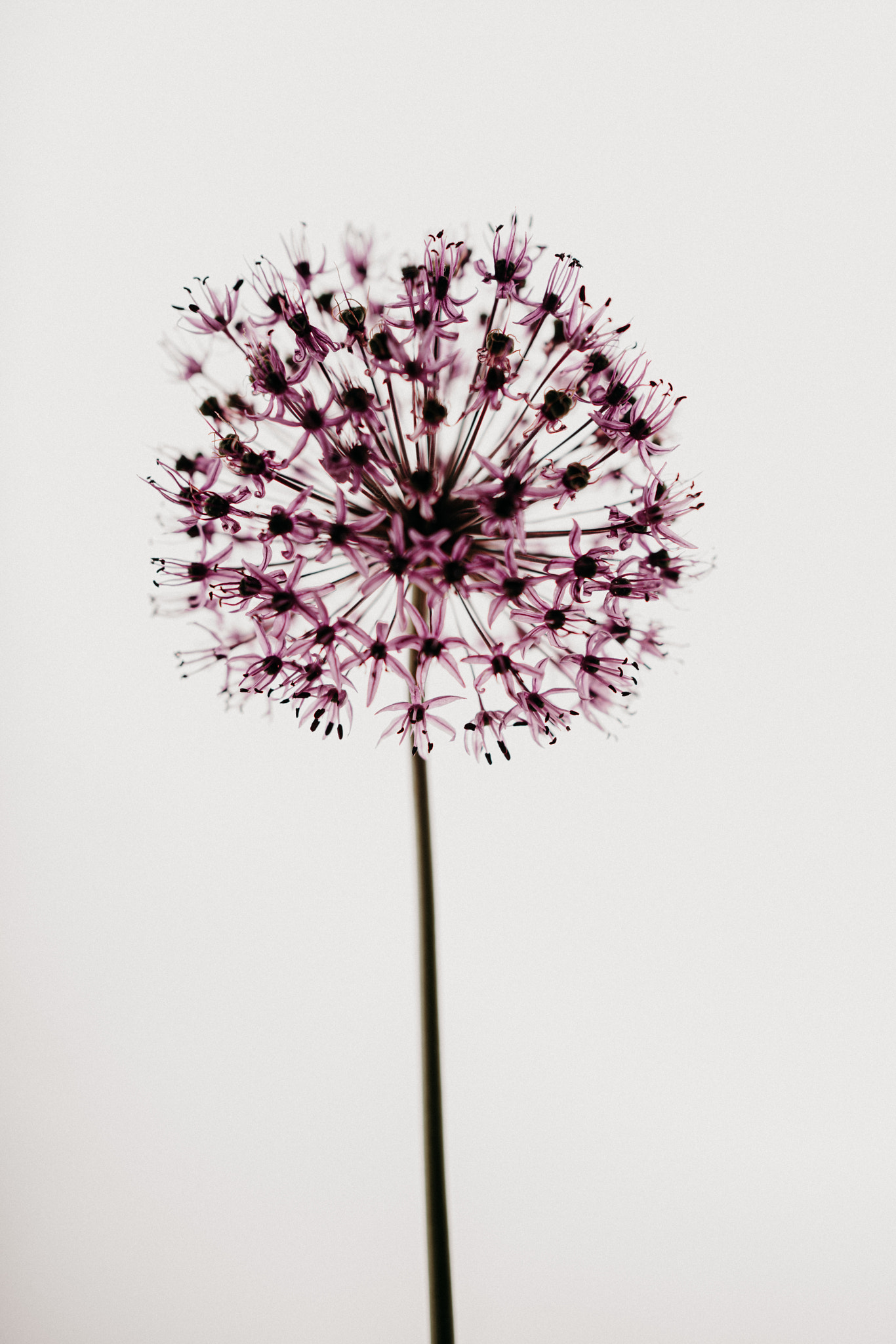 Flower in white #1