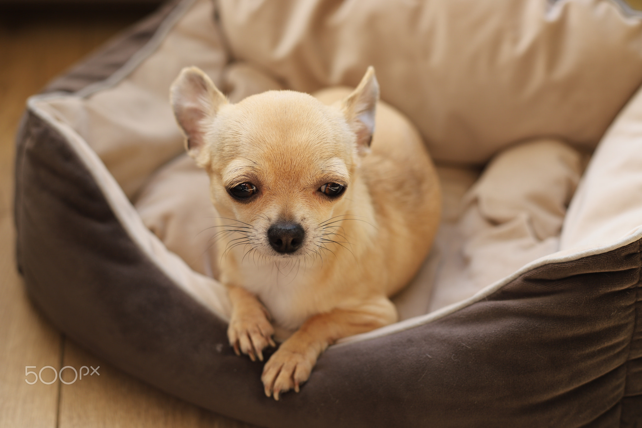 Closeup portrait of small funny beige mini chihuahua dog, puppy