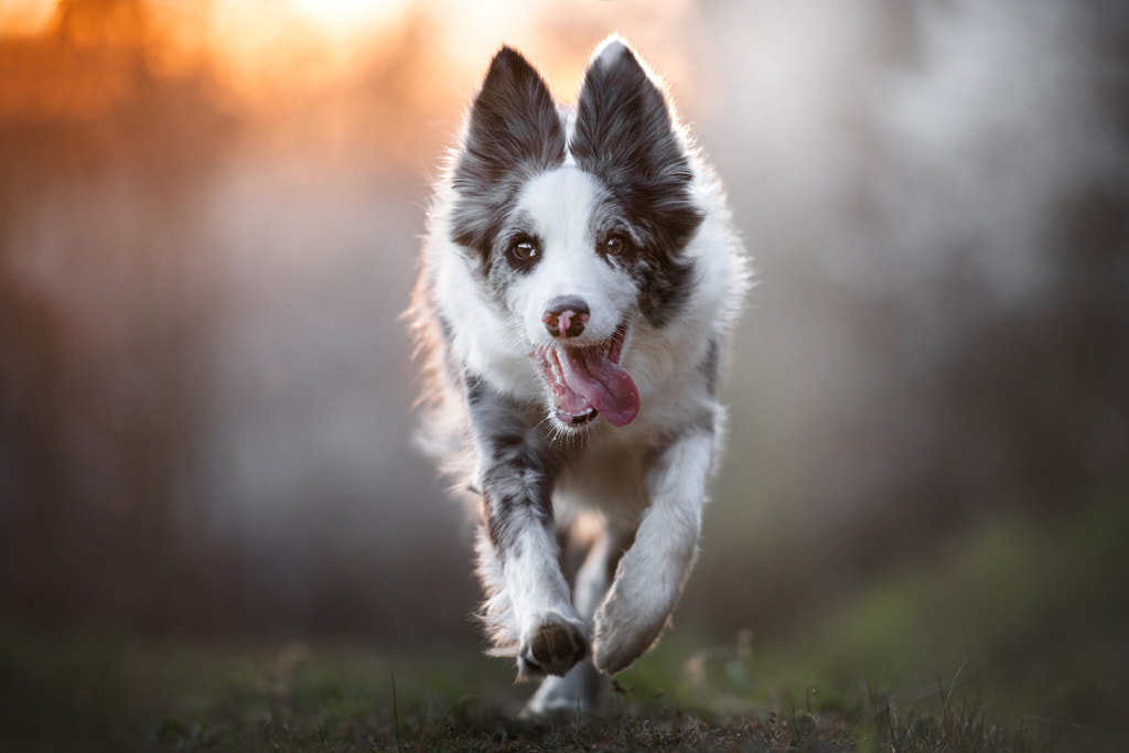 Busy border collie lifestyle | running fast by Iza ?yso? on 500px.com