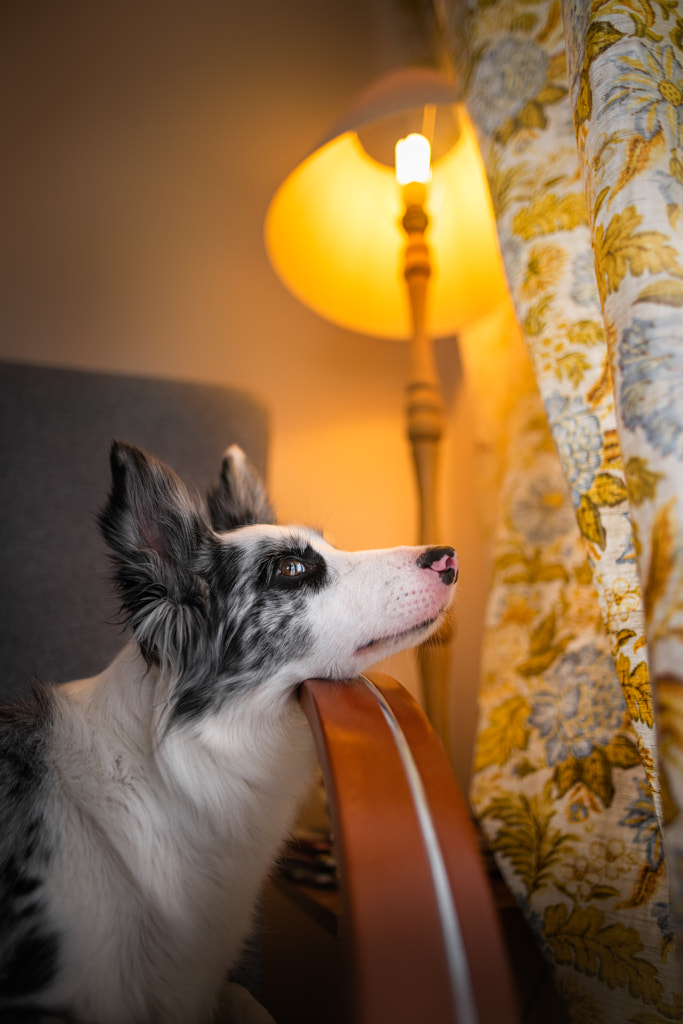 Busy border collie lifestyle | time for rest by Iza ?yso? on 500px.com