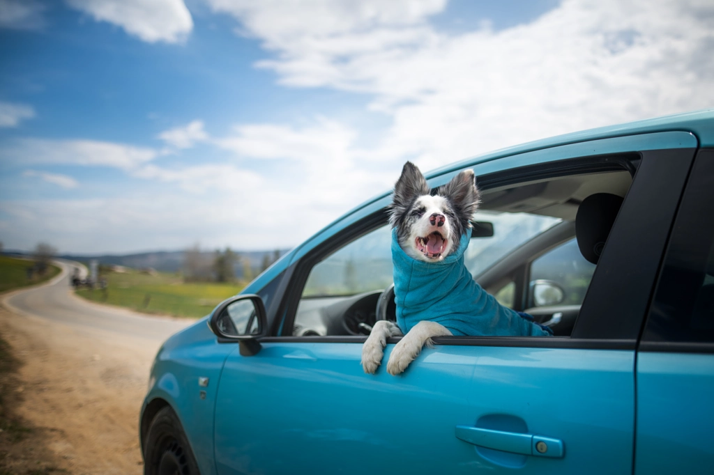 Busy border collie lifestyle | Let's go! by Iza ?yso? on 500px.com