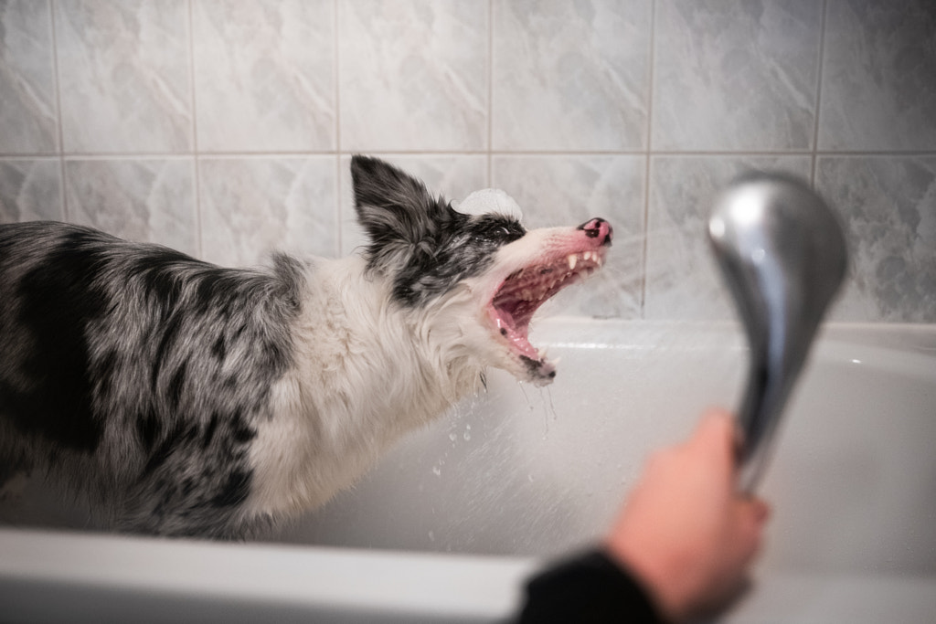 Busy border collie lifestyle |  by Iza ?yso? on 500px.com