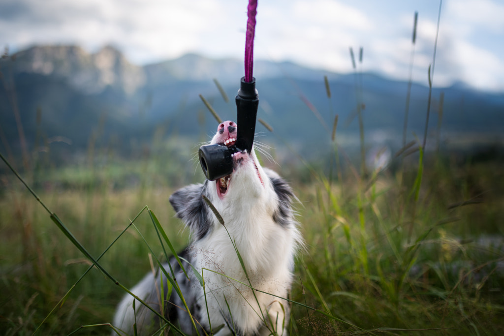 Busy border collie lifestyle | Playing by Iza ?yso? on 500px.com