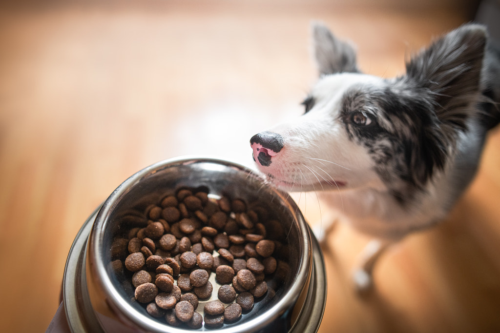Busy border collie lifestyle | Eating time by Iza ?yso? on 500px.com