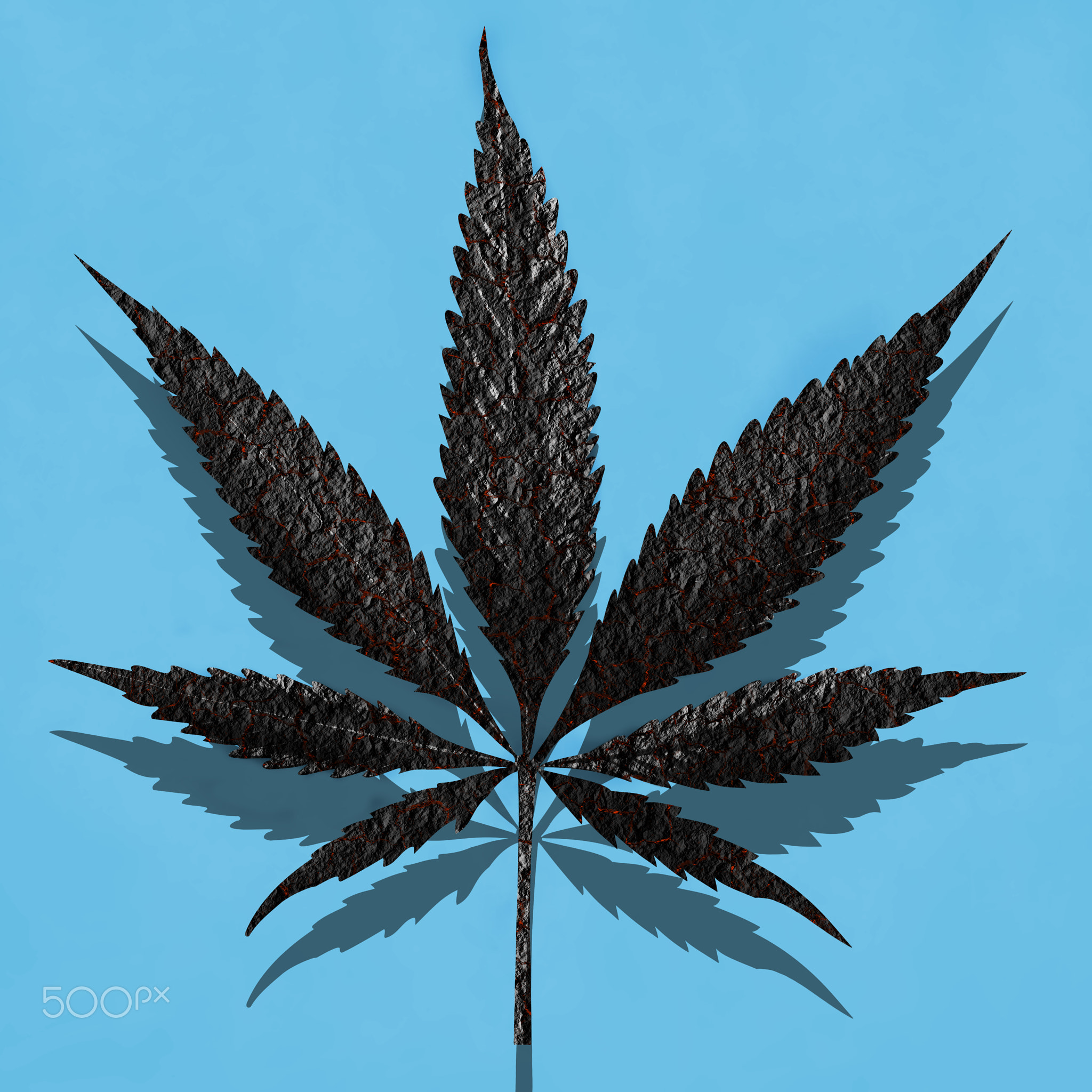 burnt charred cannabis leaves isolated on blue background Growing