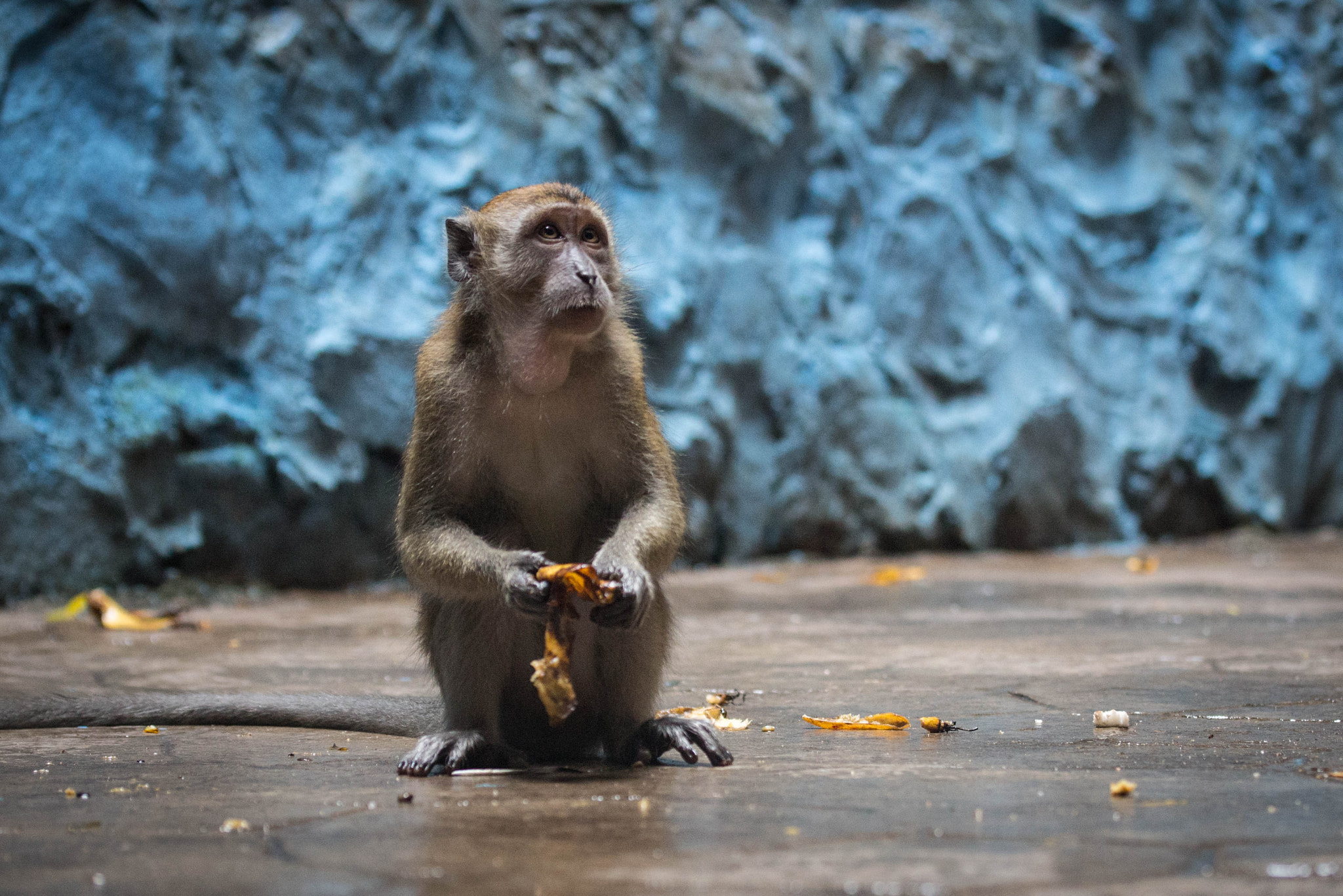 Monkey in Batu Caves Temple