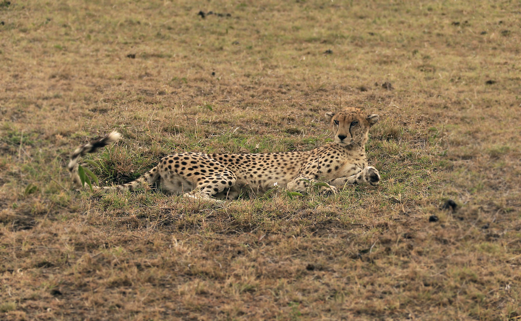 v2?sig=6f5c3e65ccc6dcf7c64f25cfba13682ce26214c53c371c7a5c5bd4478c7e980c