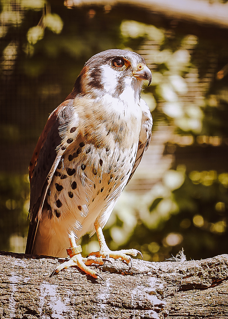 Buntfalke by Daniel Martschinke on 500px.com