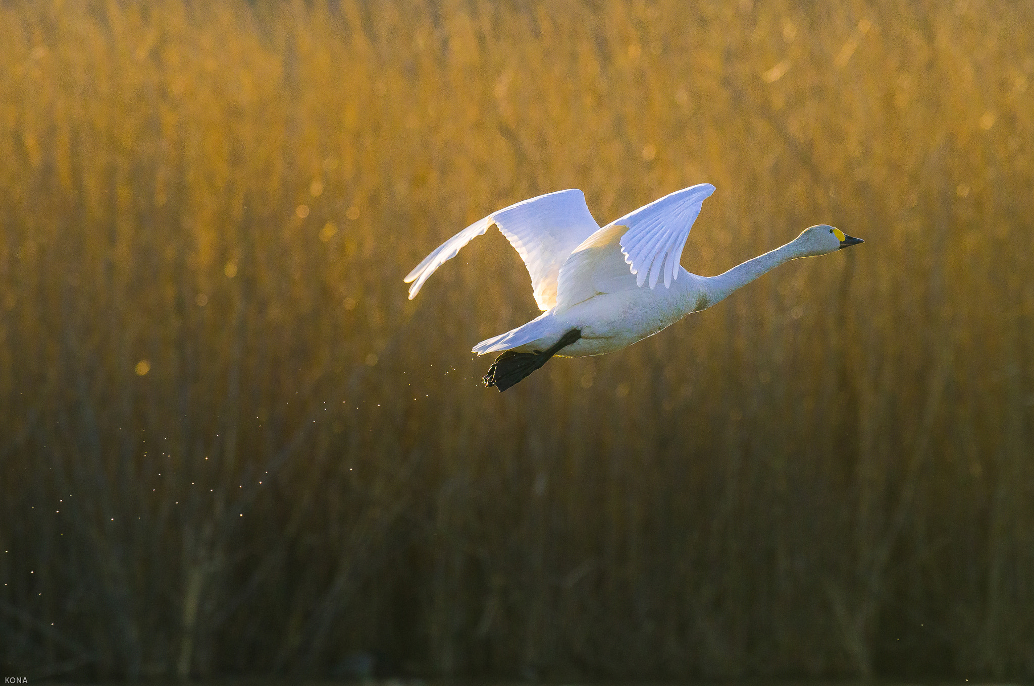 Nikon AF-S Nikkor 400mm F2.8G ED VR II sample photo. Swan photography
