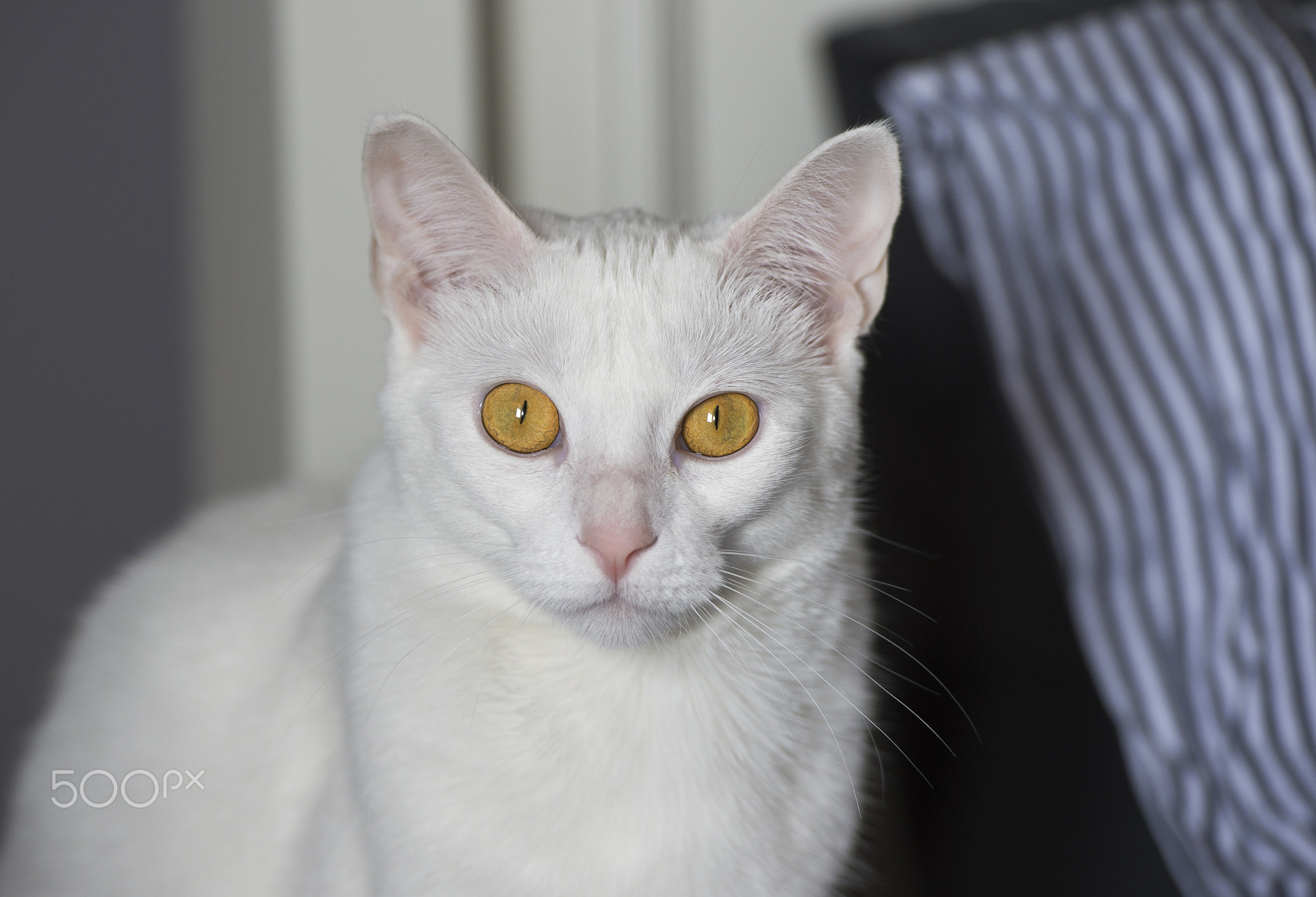Feline Portrait