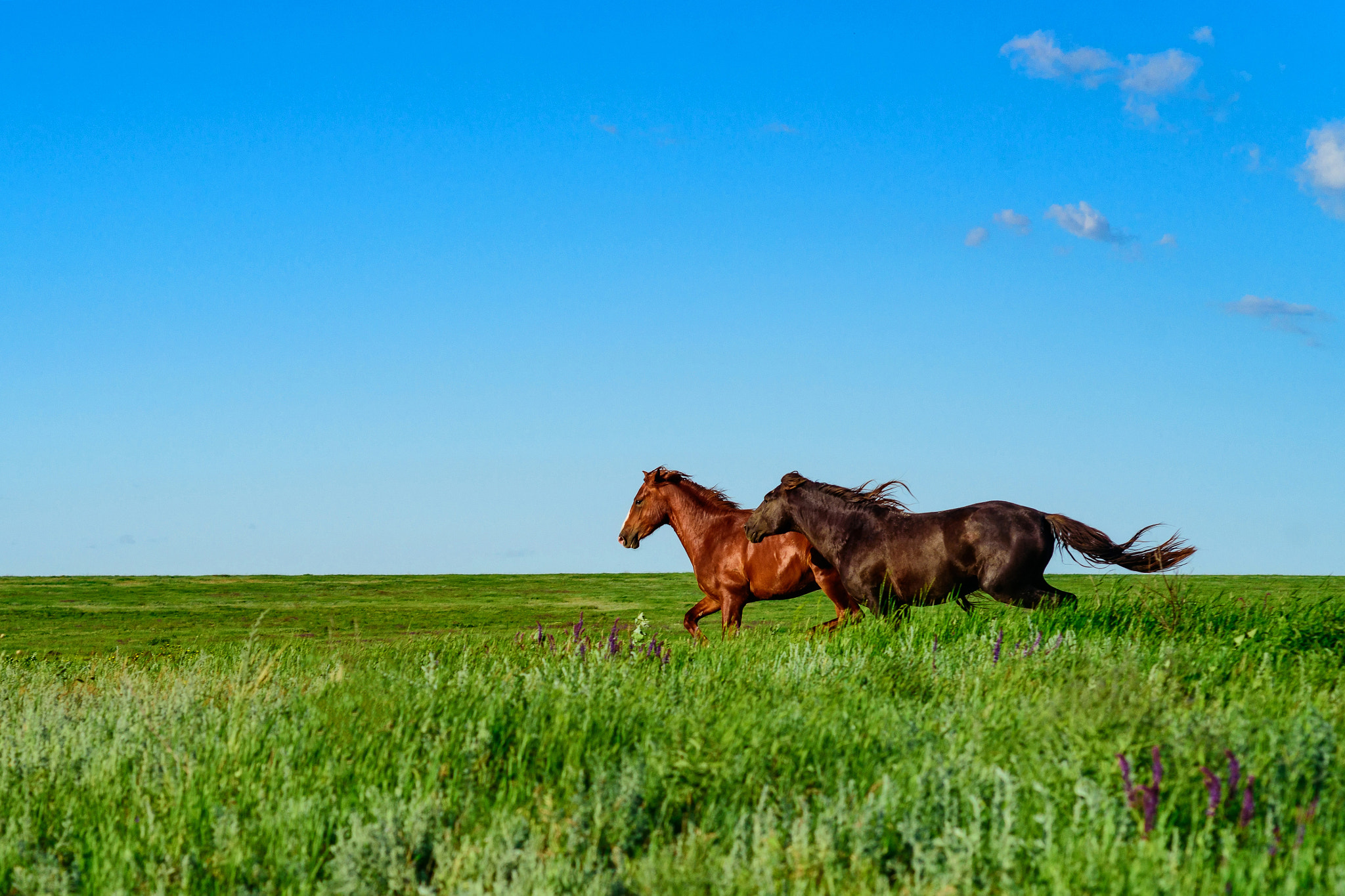 Wild horses galloping in the sunlit meadow