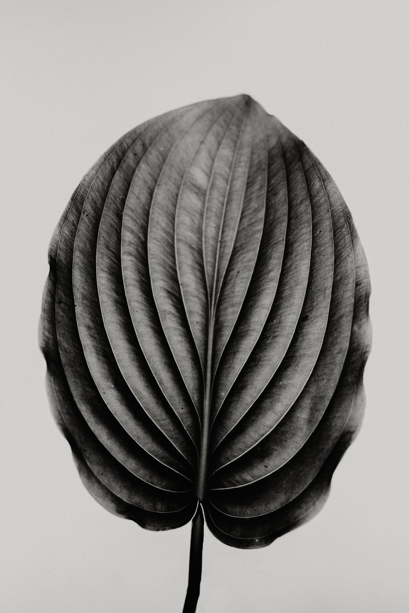 Flower in Black and White