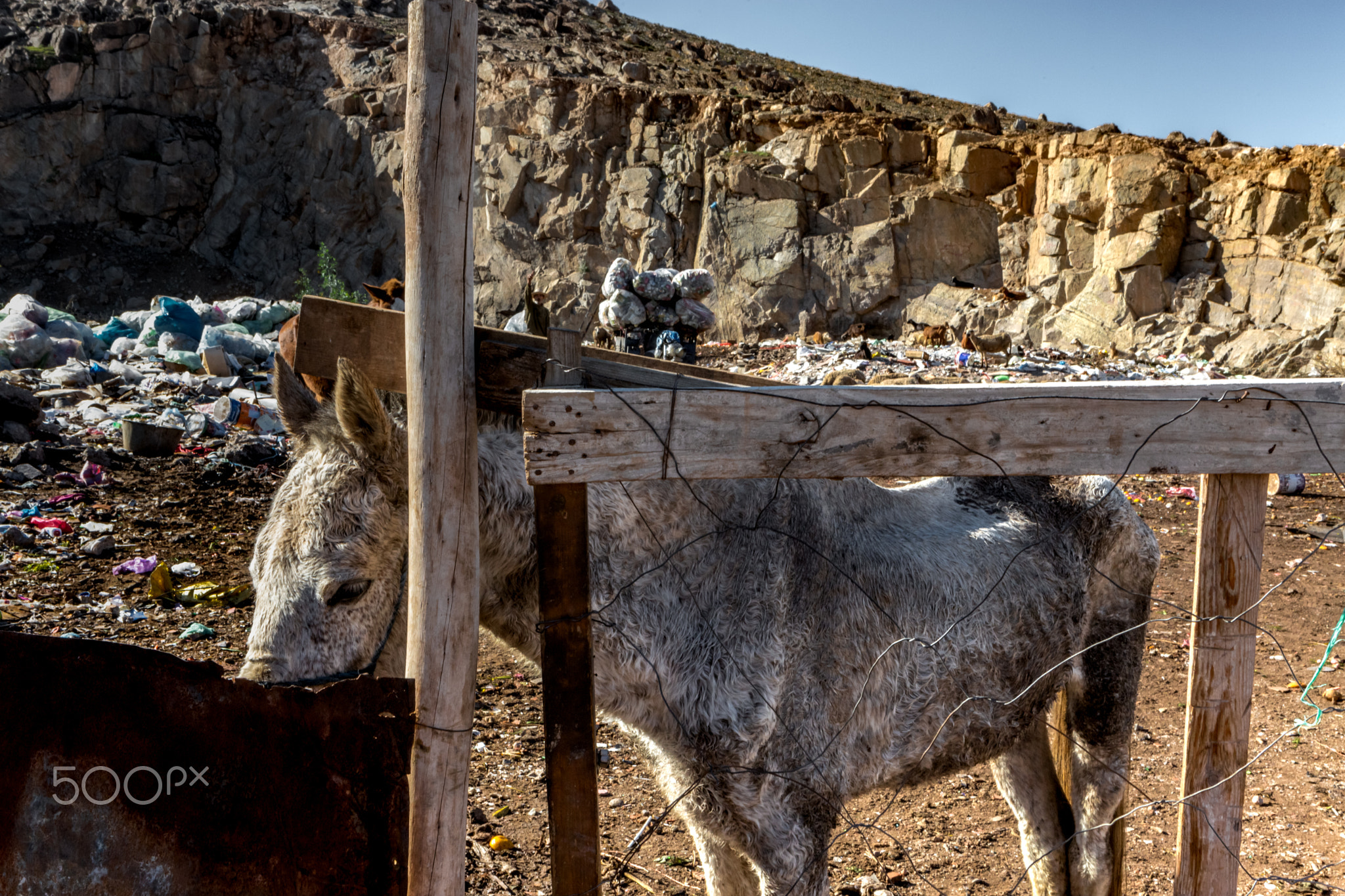 © Zoltan Papdi 2019-5166