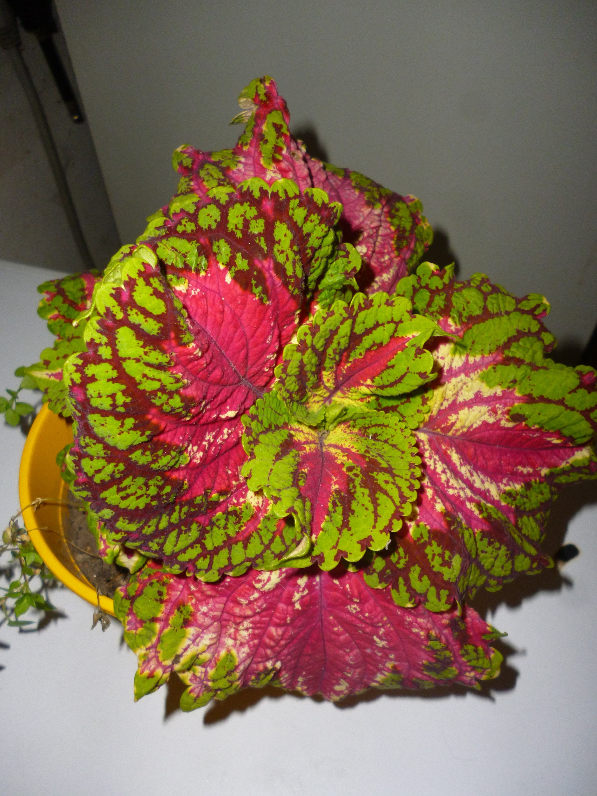 beautiful plant with multi-colored leaves