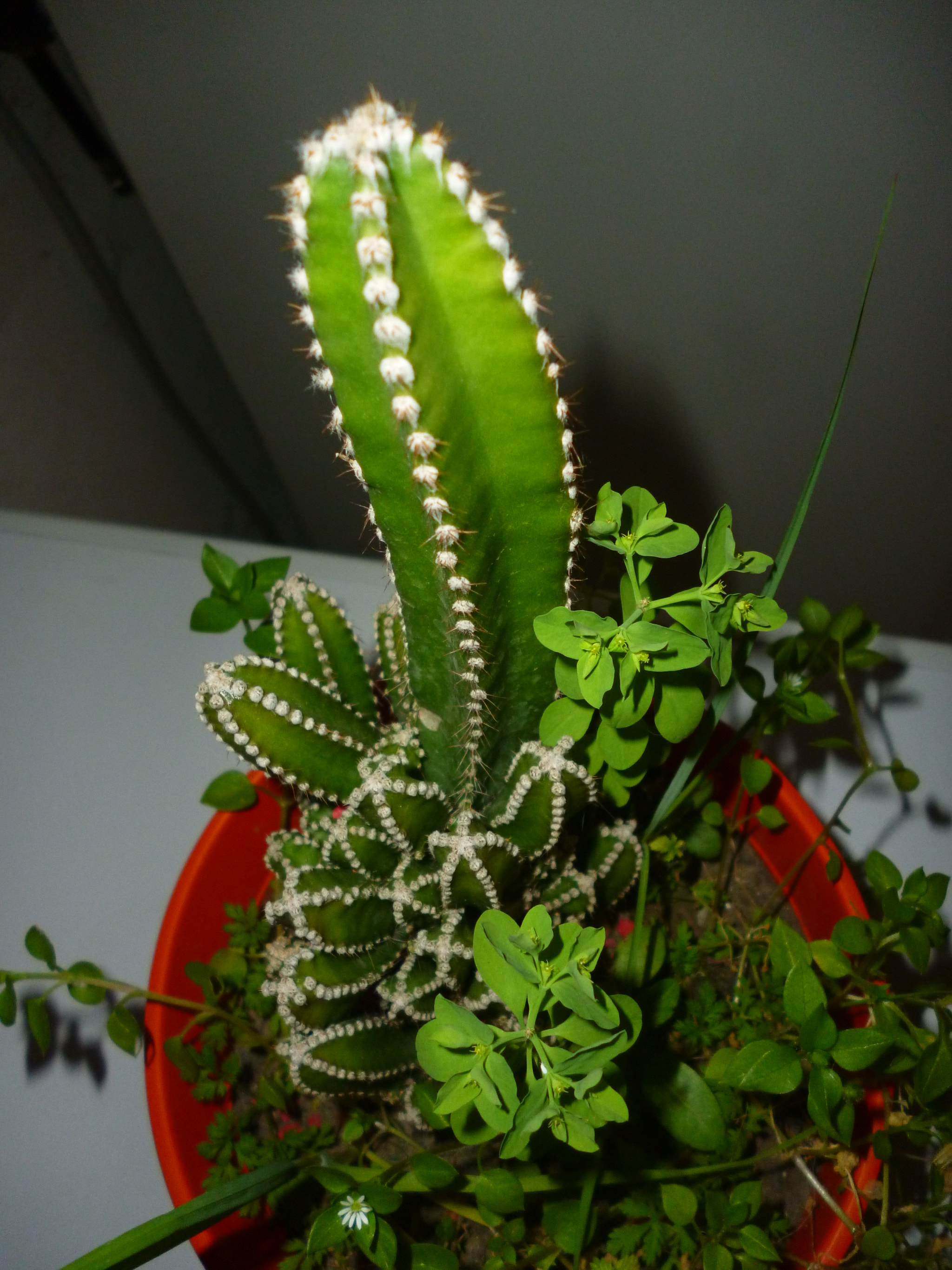 spectacular cactus with multiple arms