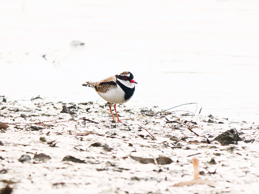 Black-fronted Dotterel by Paul Amyes on 500px.com