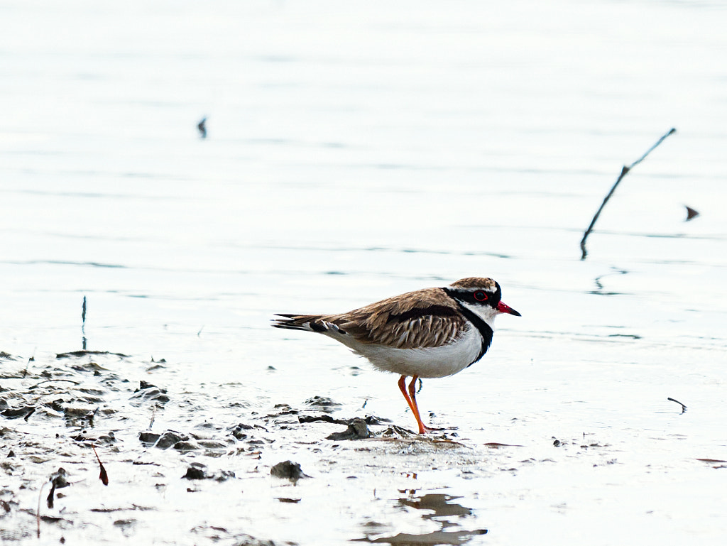 Black-fronted Dotterel by Paul Amyes on 500px.com