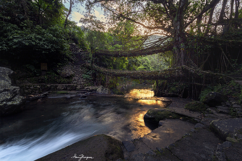 Double Decker Living Root bridge Cherrapunji